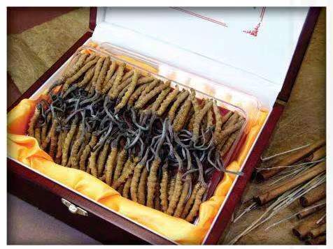 察雅冬虫夏草回收